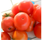 Tomate Joyau d'Idaho