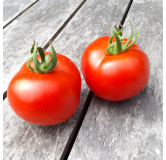 Tomate rouge Gloire de Versailles