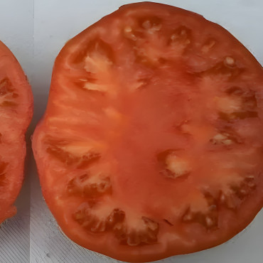 Tomate Suzy