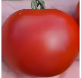 Tomate Matina