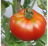 Tomate Triomphe de Liège