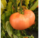 Tomate Belgian Farmers