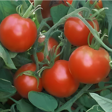 Tomate rouge Glacier