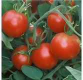 Tomate rouge Glacier