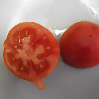 Tomate Reine des Hâtives