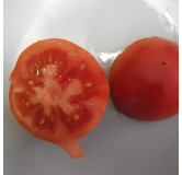 Tomate Reine des Hâtives