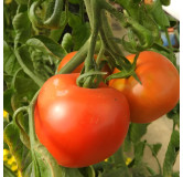 Tomate rouge Corma (lignée 1 de gembloux)
