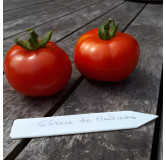 Tomate rouge Gloire de Malines