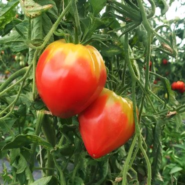 Tomate rouge Anna Russian