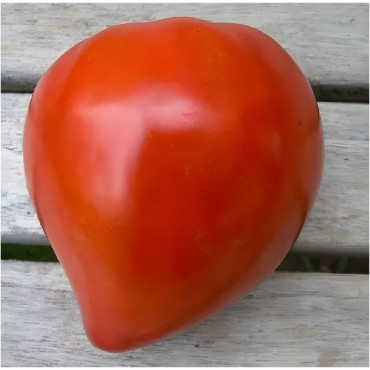 Tomate coeur de boeuf