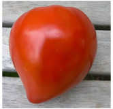 Tomate coeur de boeuf