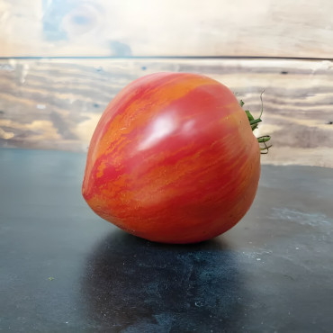 Tomate bigarée Cœur Rose strié de Pessac