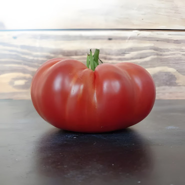 Tomate rouge Gloire de Wilrijk