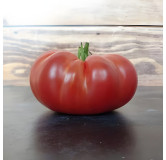 Tomate rouge Gloire de Wilrijk