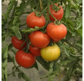 Tomate Belle de Lorraine