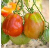 Tomate Pera D'Abruzzo