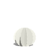 Cactus Boule