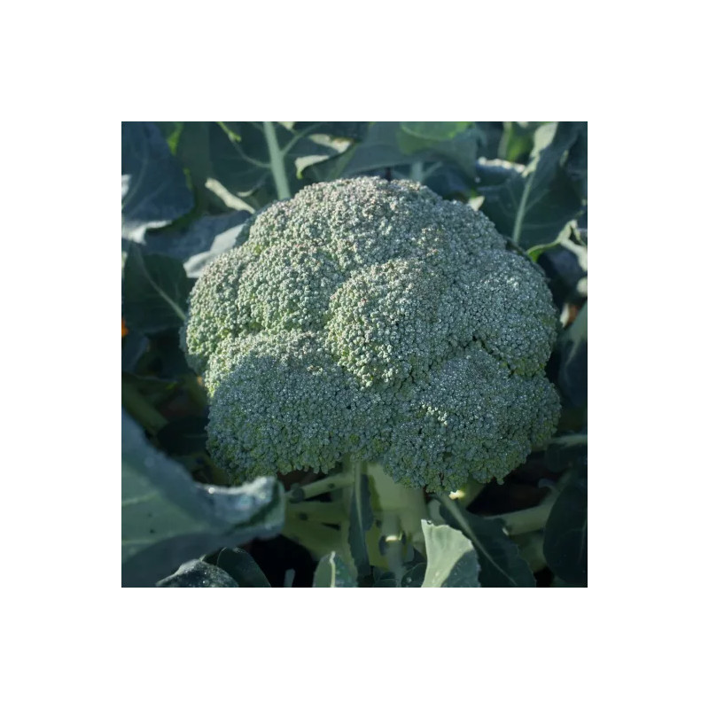 Chou Brocoli Rasmus