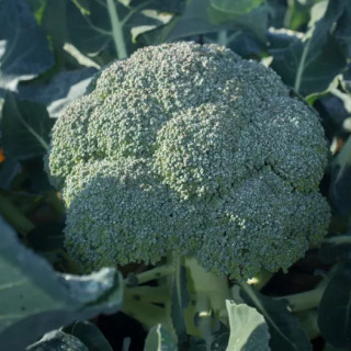 Chou Brocoli Rasmus