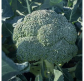 Chou Brocoli Rasmus