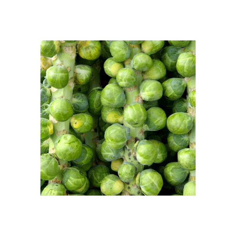 Chou de Bruxelles Darkmar