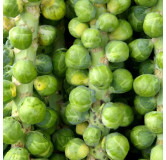 Chou de Bruxelles Darkmar