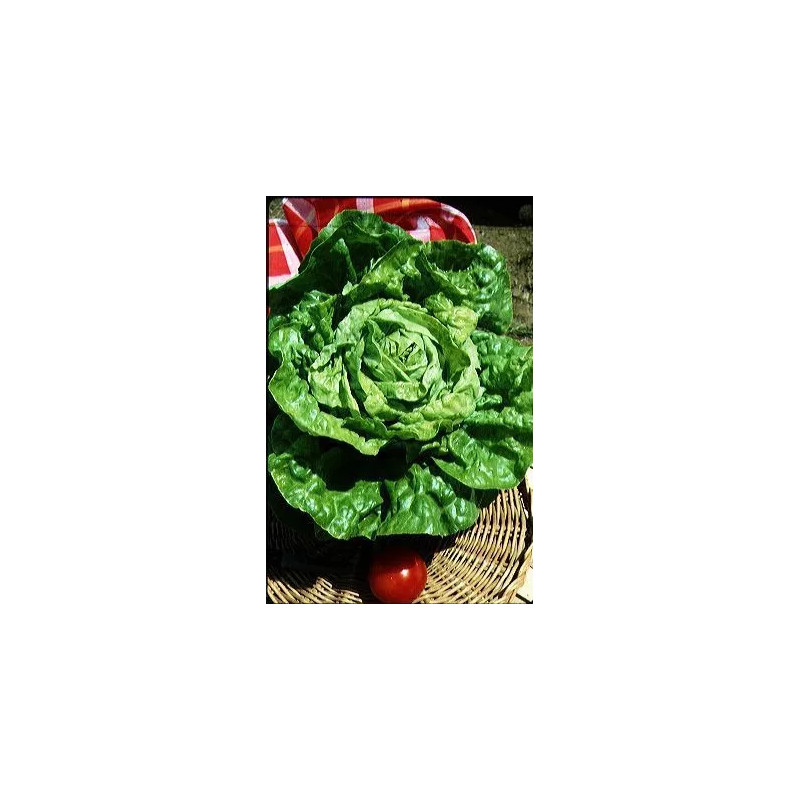 Laitue pommée d'hiver Merveille d'hiver