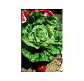 Laitue pommée d'hiver Merveille d'hiver