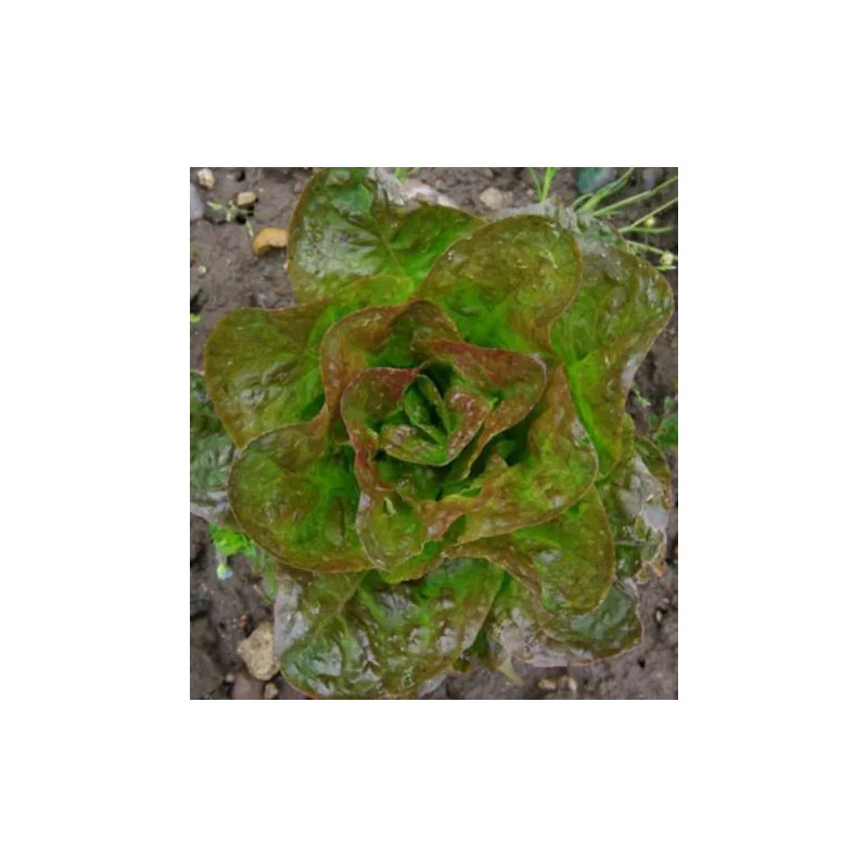 Laitue pommée d'hiver Baquieu