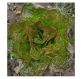 Laitue pommée d'hiver Baquieu