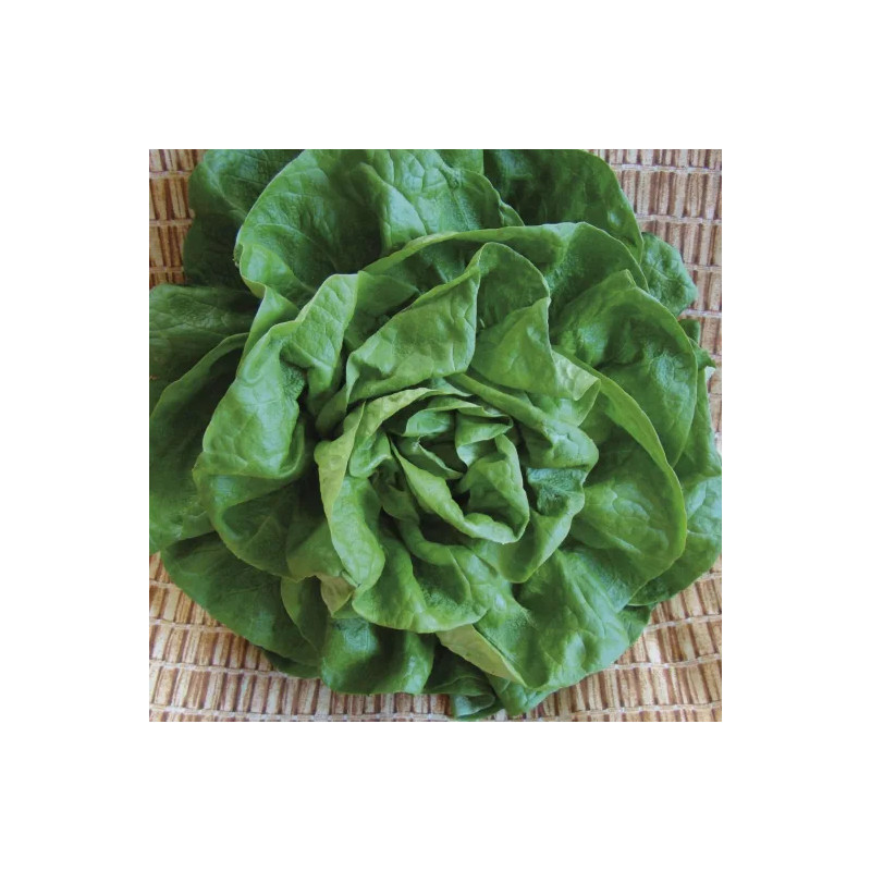 Laitue pommée d'hiver de Verrières