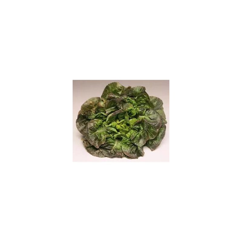 Laitue pommée d'hiver Rougette de Montpellier