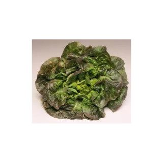 Laitue pommée d'hiver Rougette de Montpellier