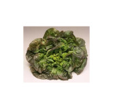 Laitue pommée d'hiver Rougette de Montpellier